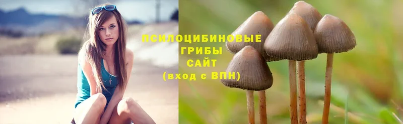 сколько стоит  omg рабочий сайт  Псилоцибиновые грибы Magic Shrooms  Киреевск 